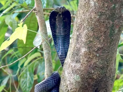 Rắn hổ mang màu đen tuyền cuộn mình trên cây, phô mang đe dọa khiến người đi bộ suýt gặp họa