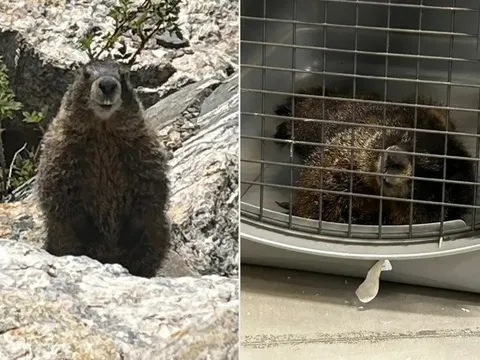 Chú sóc đất "đi nhờ" xe gần 3 tiếng, về tận sở thú mà không ai hay biết