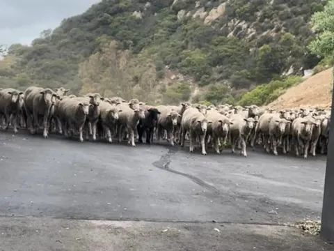 "Đạo quân" hơn 300 con cừu bất ngờ “diễu hành” trên phố, cảnh sát phải ra tay chặn lại