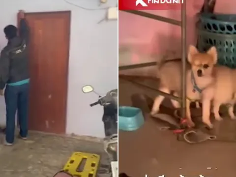 Xót xa cảnh hai chú chó túc trực bên thi thể chủ nhân trong phòng trọ khóa kín suốt nhiều ngày trời