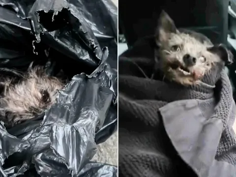 Tiếng rên yếu ớt giữa phố đông khiến cô gái dừng bước, mở túi ra thì thấy một sinh mệnh đáng thương