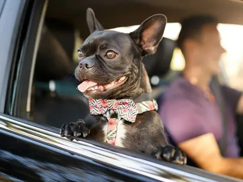 Bạn trai tôi yêu chó, còn tôi chỉ biết cười trừ khi bị xếp sau nó