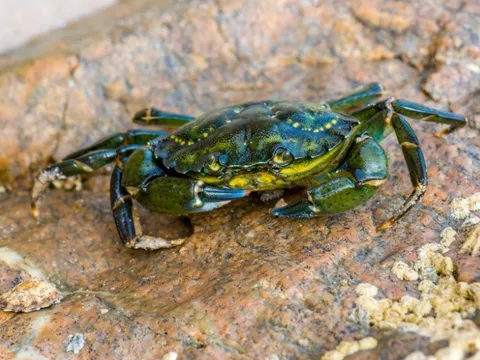 Người đàn ông tử vong chỉ trong vài giờ sau khi bị cua kẹp tay: Bác sĩ cảnh báo loại vi khuẩn "ăn thịt người" nguy hiểm