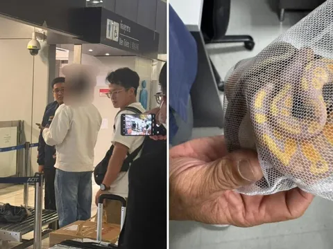 Giấu trăn trong quần lót, du khách nhận cái kết đắng