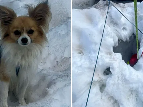 Bị rơi xuống sông băng, người đàn ông thoát chết kỳ diệu nhờ chú chó nhỏ trung thành