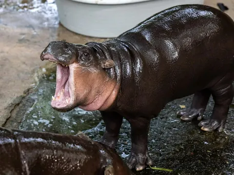 Hà mã Moo Deng đón sinh nhật đầu đời, vừa nhai "bánh" vừa đốn tim triệu người