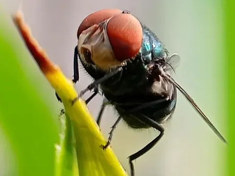 Nguy cơ mất trắng 100 tỷ USD vì giòi "ăn thịt người", Mỹ tung ra kế hoạch chưa từng có