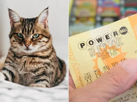 Chú mèo "thần tài" vô tình “đào” ra tấm vé số trúng 3,6 tỷ đồng giúp cả nhà đổi đời
