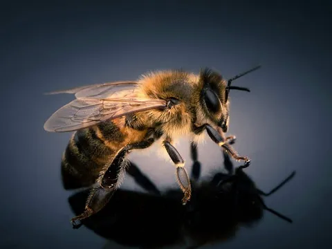 Khi ong mật biến thành "robot sống": Trung Quốc phát triển thành công ong cyborg đầu tiên trên thế giới