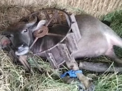 "Nghịch dại" chui đầu vào bánh xe, chú trâu khiến cả xóm phải hợp sức giải cứu, dân mạng cười bò