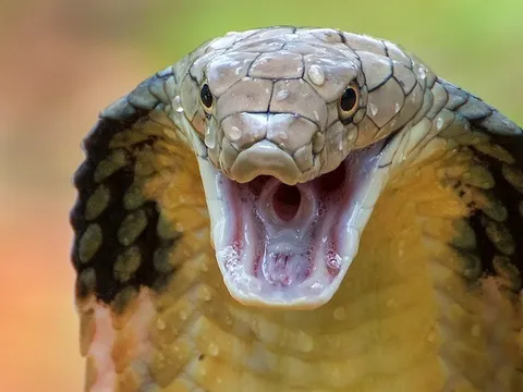 Chủ quan đắp thuốc lá, người đàn ông suýt mất chân vì bị rắn cắn