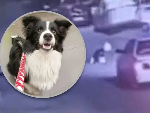“Lucky của tôi đã chết như thế đấy”: Camera phơi bày sự thật khiến cô gái trầm cảm đau đớn tột độ