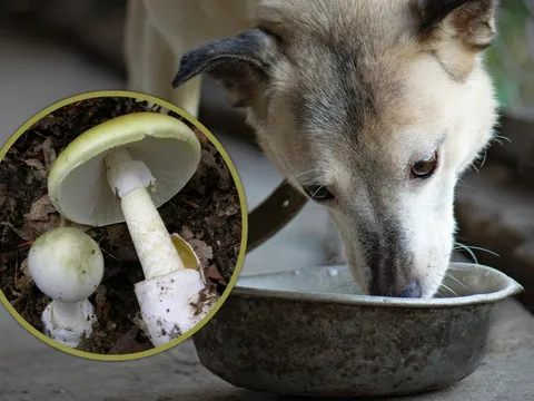 Thấy chó ăn không chết, ông lão 74 tuổi yên tâm nấu nấm cho cả nhà rồi nhận cái kết đắng