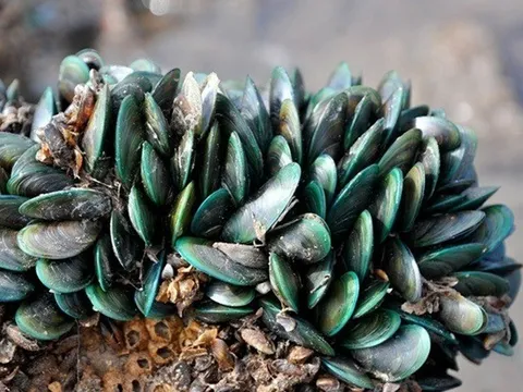 Loài hải sản óng ánh như ngọc biển, công dụng bổ dưỡng chẳng kém nhân sâm, được các quý ông đổ xô tìm kiếm