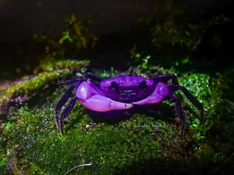 Loài cua tím hiếm thấy, lấp lánh như viên ngọc quý khiến cư dân mạng say mê và khen ngợi hết lời