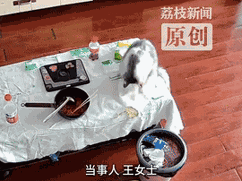 Clip: Chú mèo "báo thủ" vô tư nghịch ngợm, hất văng chiếc vòng vàng gần 100 triệu vào thùng rác khiến chủ nhân "khóc ròng" vì tiếc của