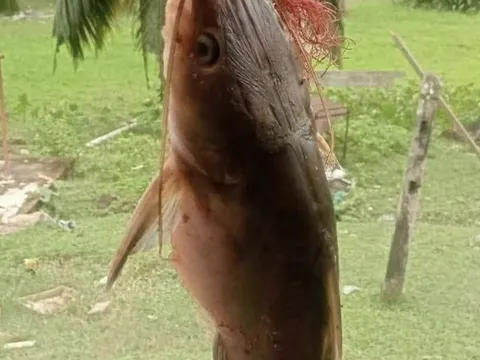 Ngư dân mổ bụng cá trê, bàng hoàng phát hiện bàn tay đứt lìa khiến dân mạng tranh cãi dữ dội