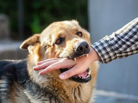 Bé trai 6 tuổi bất ngờ bị chó lao tới cắn vào vùng nhạy cảm, bác sĩ phải phẫu thuật khẩn cấp