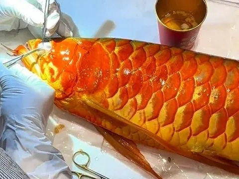 Cận cảnh màn "cắt mí" cho "siêu cá rồng" từng vô địch thế giới, trị giá hơn cả căn nhà, được trả 3,6 tỷ không bán