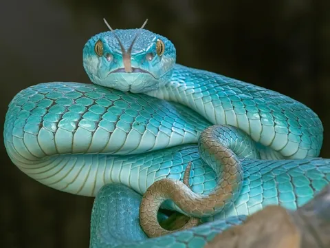 Tin vào mẹo dân gian nuốt mật rắn để khỏe, người đàn ông sốc nặng khi bác sĩ lôi ra ký sinh trùng dài tới 18 cm trong não