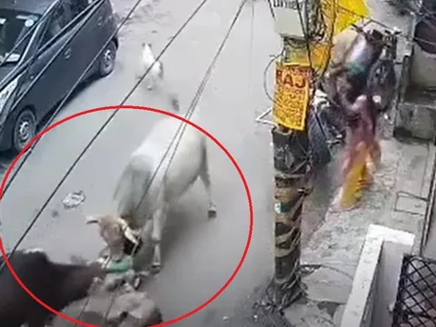 Clip: Kinh hoàng khoảnh khắc ông lão bị bò húc tung lên không trung rồi quật mạnh xuống đường ngay trước mặt cháu nhỏ