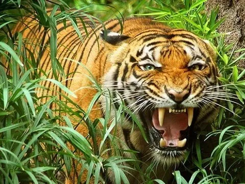 Đi chăn bò như mọi ngày, người đàn ông không ngờ mình lại bỏ mạng dưới nanh vuốt hổ dữ