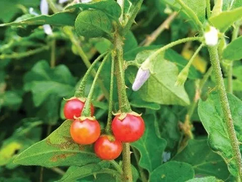 Không cần thuốc đắt tiền, 4 loại lá quanh nhà này cũng giúp mát gan, giải độc cơ thể hiệu quả