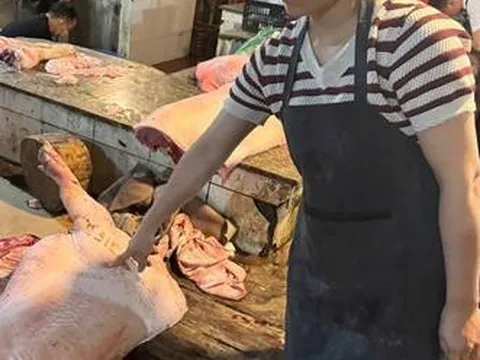 Hà Nội: Khởi tố nhóm đối tượng mua bán lợn mắc tả lợn Châu Phi