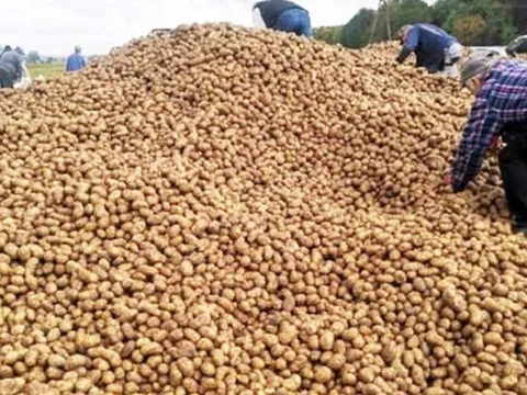 Một đêm mất trắng 150 tấn khoai: Người nông dân khóc nghẹn vì tin đồn “cho không vì ế hàng”