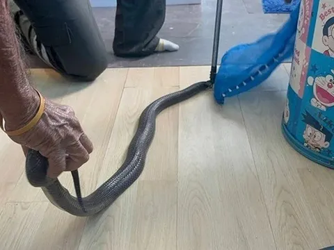 “Bà có thương cháu không?”: Cuộc gọi cuối cùng nghẹn ngào của người đàn ông sau khi bị rắn hổ mang cắn khiến ai cũng xót xa