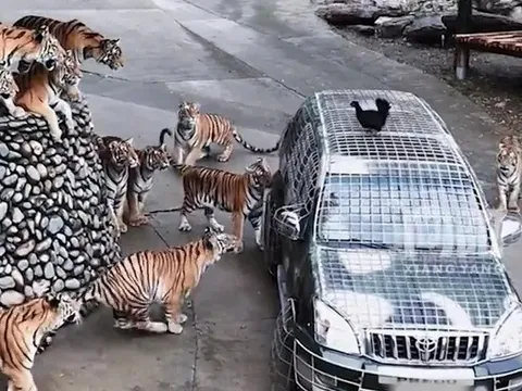 "Việc nhẹ lương cao": Vườn thú tuyển tài xế cho hổ ăn, lương hơn 180 triệu đồng/tháng gây “bão” mạng