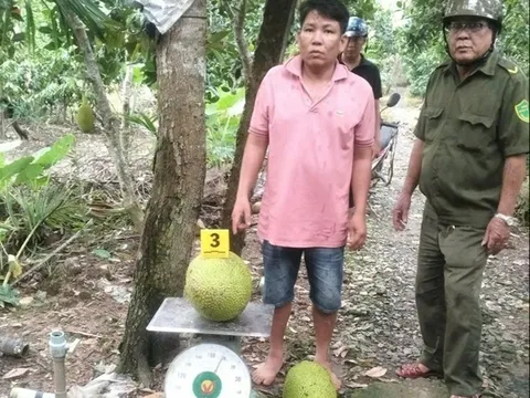 Trộm 2 quả mít, Lê Hoàng Lợi bị khởi tố