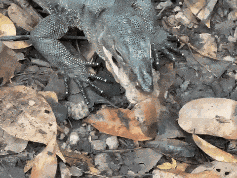 Clip: Xem cảnh kỳ đà "ăn tươi nuốt sống" tôm hùm bùn quý hiếm