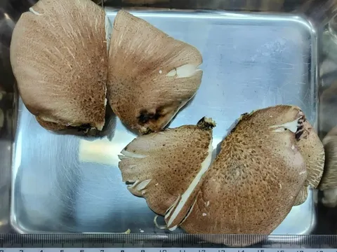 Tin AI, cụ ông 70 tuổi suýt mất mạng