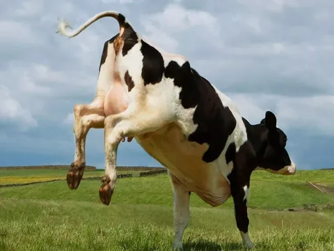 Đang ngủ thì bị bò "rơi" trúng