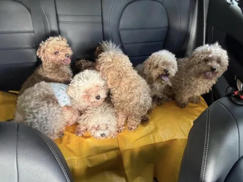 Bị phạt gần 400 triệu vì nuôi tới 79 con chó