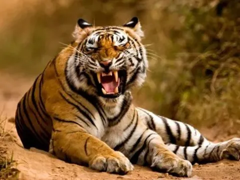 Người đàn ông 60 tuổi bất ngờ bị hổ vồ khi đang chăn gia súc, tử vong thương tâm