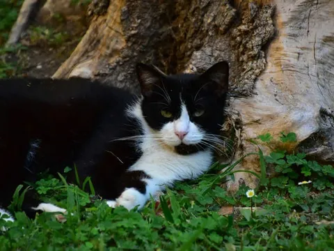 "Chú mèo mất tích" bất ngờ trở về nhà sau 5 tháng khiến cả gia đình sững sờ