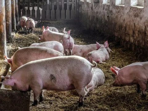 Dùng drone chở lợn, người nông dân khiến cả làng mất điện suốt 10 giờ