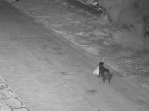 Bị phạt vì huấn luyện chó... đổ rác trái phép