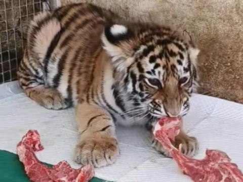 Vườn thú gây tranh cãi sau khi sử dụng video hổ con đã chết để kêu gọi quyên góp