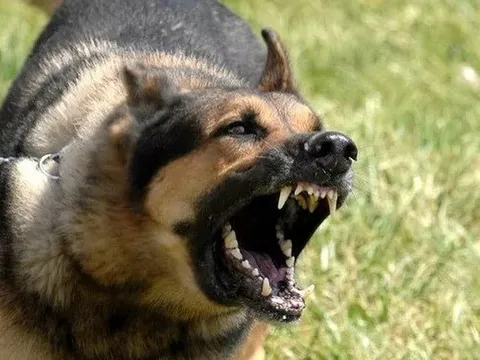 Cụ bà 74 tuổi tử vong do bị chó dữ tấn công