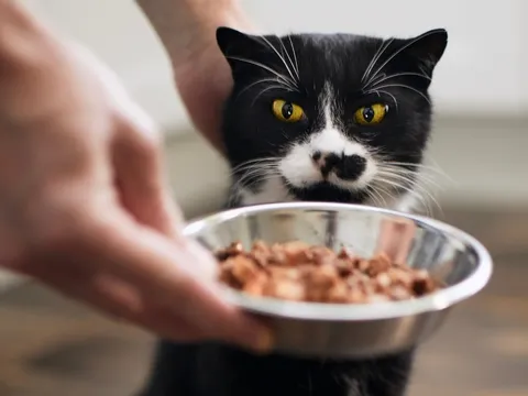 Nghỉ Tết không về quê, chàng trai kiếm hơn 500 triệu nhờ cho mèo ăn