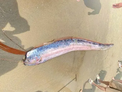 Phát hiện xác cá hố rồng dài gần 2m bất ngờ dạt vào bãi biển Đà Nẵng