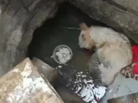 Chú chó được cứu sau 3 năm mắc kẹt dưới đáy giếng sâu 50 mét