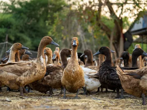 Mổ vịt giữa mùa xuân, người đàn ông bất ngờ phát hiện "kho báu" trong dạ dày