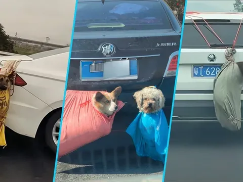 Phát hiện 62 xác thú cưng dọc đường cao tốc khiến cộng đồng mạng không khỏi xót xa