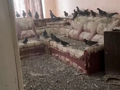 Rời nhà 3 năm, người đàn ông trở về và phát hiện căn hộ đã thành “vương quốc” của bồ câu
