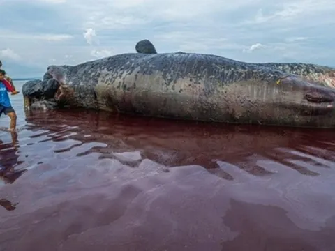 Phát hiện xác cá nhà táng khổng lồ dài 10 mét trôi dạt vào bờ: Cảnh tượng khiến nhiều người sững sờ