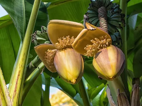 Cây chuối cao ngang tòa nhà 6 tầng, mỗi quả nặng tới 6kg: Giống chuối khổng lồ khiến nhiều người bất ngờ